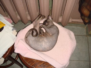 Мотя (4688 просмотров) <a class='original' href='./download/file.php?id=100159&mode=view' target=_blank>Загрузить оригинал (2.09 МБ)</a>