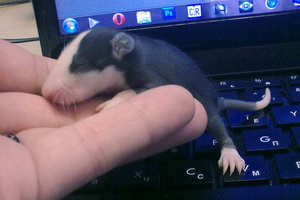 21112012458.jpg (2117 просмотров) <a class='original' href='./download/file.php?id=104016&mode=view' target=_blank>Загрузить оригинал (295.84 КБ)</a>