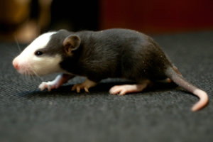 DSC_0138.jpg (2117 просмотров) <a class='original' href='./download/file.php?id=104019&mode=view' target=_blank>Загрузить оригинал (554.03 КБ)</a>