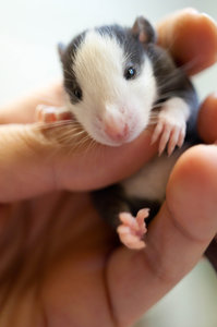 DSC_0238.jpg (2117 просмотров) <a class='original' href='./download/file.php?id=104022&mode=view' target=_blank>Загрузить оригинал (863.63 КБ)</a>