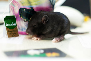 DSC_0364.jpg (2117 просмотров) <a class='original' href='./download/file.php?id=104025&mode=view' target=_blank>Загрузить оригинал (641.53 КБ)</a>