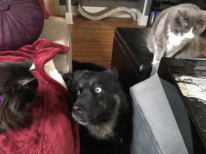 58cd10e0728dd.jpg (3100 просмотров) <a class='original' href='./download/file.php?id=106441&mode=view' target=_blank>Загрузить оригинал (81.56 КБ)</a>