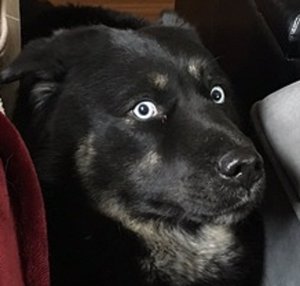 58cd10e0ea800-1.jpg (3022 просмотра) <a class='original' href='./download/file.php?id=106492&mode=view' target=_blank>Загрузить оригинал (39.4 КБ)</a>