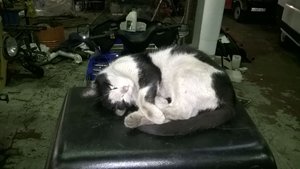 потеплеет помоем его)) (9204 просмотра) <a class='original' href='./download/file.php?id=108232&mode=view' target=_blank>Загрузить оригинал (117.84 КБ)</a>