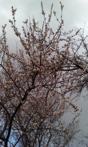 IMG_20170417_0384.jpg (2280 просмотров) <a class='original' href='./download/file.php?id=109294&mode=view' target=_blank>Загрузить оригинал (3.64 МБ)</a>