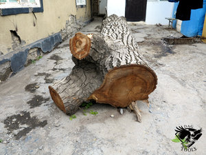 IMG_6068.JPG (5808 просмотров) <a class='original' href='./download/file.php?id=110353&mode=view' target=_blank>Загрузить оригинал (408.39 КБ)</a>