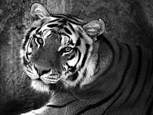 Img 002 (ENG).png (2690 просмотров) <a class='original' href='./download/file.php?id=112541&mode=view' target=_blank>Загрузить оригинал (250.5 КБ)</a>