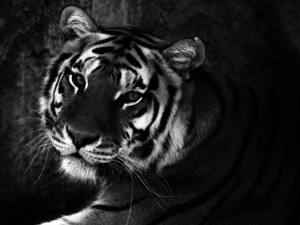 Img 002 (GRAY).png (2690 просмотров) <a class='original' href='./download/file.php?id=112542&mode=view' target=_blank>Загрузить оригинал (1.94 МБ)</a>