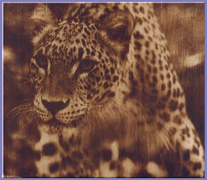 гепард.jpg (6131 просмотр) <a class='original' href='./download/file.php?id=116090&mode=view' target=_blank>Загрузить оригинал (173.79 КБ)</a>