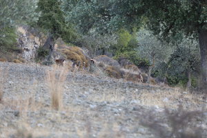 Природа на о. Родос (6624 просмотра) <a class='original' href='./download/file.php?id=121133&mode=view' target=_blank>Загрузить оригинал (10.13 МБ)</a>