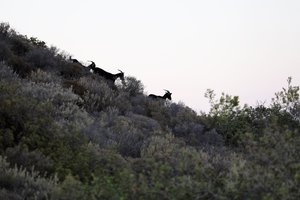 Природа на о. Родос (6624 просмотра) <a class='original' href='./download/file.php?id=121134&mode=view' target=_blank>Загрузить оригинал (4.06 МБ)</a>