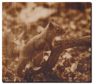 белка.png (3729 просмотров) <a class='original' href='./download/file.php?id=124119&mode=view' target=_blank>Загрузить оригинал (1.85 МБ)</a>