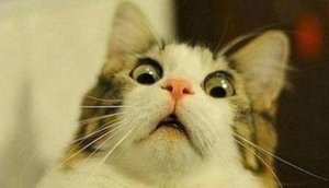 ispugannyy_kot.jpg (1683 просмотра) <a class='original' href='./download/file.php?id=124713&mode=view' target=_blank>Загрузить оригинал (21.8 КБ)</a>