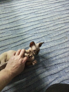 IMG_20171124_230257.jpg (3484 просмотра) <a class='original' href='./download/file.php?id=125302&mode=view' target=_blank>Загрузить оригинал (3.33 МБ)</a>