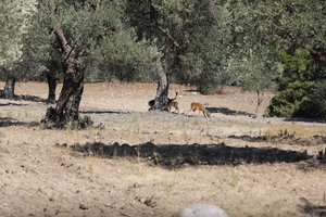 PS8A1452.JPG (6408 просмотров) <a class='original' href='./download/file.php?id=125926&mode=view' target=_blank>Загрузить оригинал (12.87 МБ)</a>