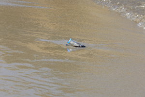 PS8A2339.JPG (6408 просмотров) <a class='original' href='./download/file.php?id=125933&mode=view' target=_blank>Загрузить оригинал (8.75 МБ)</a>