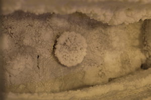 PS8A4871.JPG (9617 просмотров) <a class='original' href='./download/file.php?id=128023&mode=view' target=_blank>Загрузить оригинал (6.72 МБ)</a>