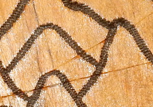 DSCN8834_cr.jpg (4527 просмотров) <a class='original' href='./download/file.php?id=128059&mode=view' target=_blank>Загрузить оригинал (302.2 КБ)</a>