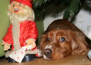 IMG_9853_crop.jpg (1760 просмотров) <a class='original' href='./download/file.php?id=128731&mode=view' target=_blank>Загрузить оригинал (400.66 КБ)</a>