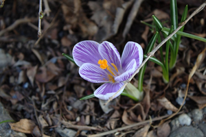 IMG_4579_s.png (3860 просмотров) <a class='original' href='./download/file.php?id=1334&mode=view' target=_blank>Загрузить оригинал (642.08 КБ)</a>