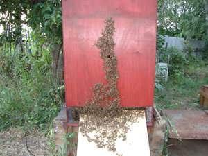 В жаркий летний вечер пчелы выкучиваются из улья (8087 просмотров) <a class='original' href='./download/file.php?id=134119&mode=view' target=_blank>Загрузить оригинал (229.09 КБ)</a>