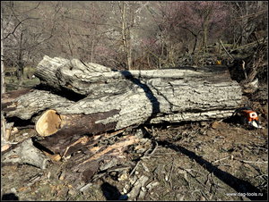 IMG_6958.JPG (5790 просмотров) <a class='original' href='./download/file.php?id=134927&mode=view' target=_blank>Загрузить оригинал (585.32 КБ)</a>