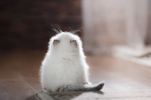 28423366_1288261294640097_7879695485171013774_o.jpg (3342 просмотра) <a class='original' href='./download/file.php?id=135371&mode=view' target=_blank>Загрузить оригинал (43.62 КБ)</a>