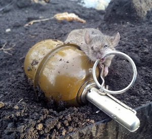 Мышь с гранатой.jpg (3210 просмотров) <a class='original' href='./download/file.php?id=136844&mode=view' target=_blank>Загрузить оригинал (122.52 КБ)</a>