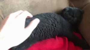 08-20-42-doc286210007_462489968.gif (3103 просмотра) <a class='original' href='./download/file.php?id=137108&mode=view' target=_blank>Загрузить оригинал (6.45 МБ)</a>