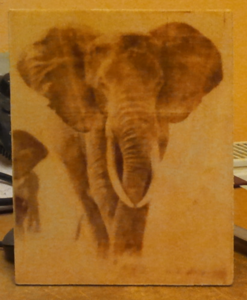 слон (4485 просмотров) <a class='original' href='./download/file.php?id=13719&mode=view' target=_blank>Загрузить оригинал (437.98 КБ)</a>