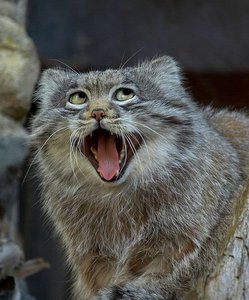 funny-unphotogenic-animals-48-59e5b683bcb89__605.jpg (2885 просмотров) <a class='original' href='./download/file.php?id=137380&mode=view' target=_blank>Загрузить оригинал (84.43 КБ)</a>