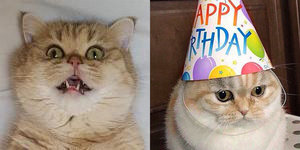 frezeryga.jpg (7073 просмотра) <a class='original' href='./download/file.php?id=137594&mode=view' target=_blank>Загрузить оригинал (166.12 КБ)</a>