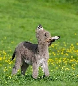 31046362_2029016520460283_5431824403149094912_n.jpg (3874 просмотра) <a class='original' href='./download/file.php?id=137769&mode=view' target=_blank>Загрузить оригинал (78.23 КБ)</a>