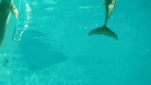 10-41-21-doc33730248_464046419.gif (3418 просмотров) <a class='original' href='./download/file.php?id=137964&mode=view' target=_blank>Загрузить оригинал (3.11 МБ)</a>