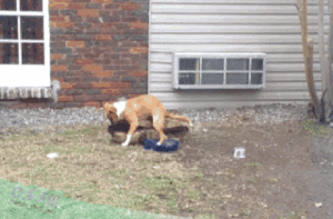 23-33-23-doc32366445_465208178.gif (3014 просмотров) <a class='original' href='./download/file.php?id=138915&mode=view' target=_blank>Загрузить оригинал (1.51 МБ)</a>