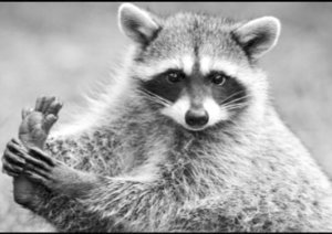 enot.jpg (2309 просмотров) <a class='original' href='./download/file.php?id=139017&mode=view' target=_blank>Загрузить оригинал (66.12 КБ)</a>