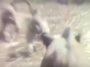 21-50-01-doc33730248_466212420.gif (3338 просмотров) <a class='original' href='./download/file.php?id=141303&sid=04bad1fa46f1966d48931255336ddf36&mode=view' target=_blank>Загрузить оригинал (15.51 МБ)</a>