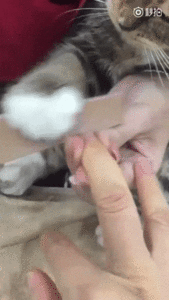 котейка-гиф-4560327.gif (3452 просмотра) <a class='original' href='./download/file.php?id=142049&mode=view' target=_blank>Загрузить оригинал (7.99 МБ)</a>