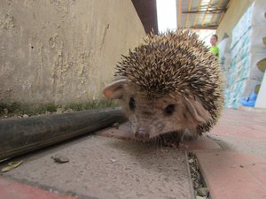 IMG_0112 (Копировать).JPG (3628 просмотров) <a class='original' href='./download/file.php?id=142234&mode=view' target=_blank>Загрузить оригинал (345.43 КБ)</a>