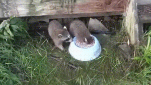 00-43-17-777.gif (3035 просмотров) <a class='original' href='./download/file.php?id=142269&mode=view' target=_blank>Загрузить оригинал (12.57 МБ)</a>