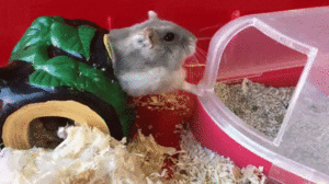 06-30-39-5b40ce4a8fca3_5b40ce8fbe4b1.gif (2811 просмотров) <a class='original' href='./download/file.php?id=142654&mode=view' target=_blank>Загрузить оригинал (5.96 МБ)</a>