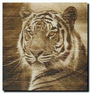 тигр.jpg (3411 просмотров) <a class='original' href='./download/file.php?id=142942&mode=view' target=_blank>Загрузить оригинал (36.44 КБ)</a>