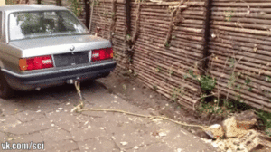 ezgif_com-add-text_3.gif (2245 просмотров) <a class='original' href='./download/file.php?id=143719&mode=view' target=_blank>Загрузить оригинал (10.72 МБ)</a>