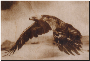 орел.png (2164 просмотра) <a class='original' href='./download/file.php?id=143867&mode=view' target=_blank>Загрузить оригинал (329.33 КБ)</a>