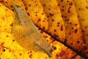 010A1393.JPG (9043 просмотра) <a class='original' href='./download/file.php?id=145145&mode=view' target=_blank>Загрузить оригинал (310.97 КБ)</a>