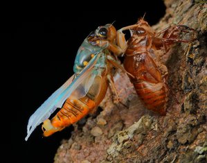 010A1723.JPG (9043 просмотра) <a class='original' href='./download/file.php?id=145146&mode=view' target=_blank>Загрузить оригинал (773.94 КБ)</a>