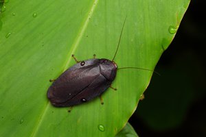 010A3757.JPG (9043 просмотра) <a class='original' href='./download/file.php?id=145147&mode=view' target=_blank>Загрузить оригинал (235.72 КБ)</a>