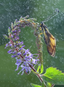 010A7392.JPG (9043 просмотра) <a class='original' href='./download/file.php?id=145150&mode=view' target=_blank>Загрузить оригинал (318.15 КБ)</a>