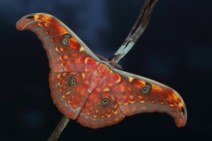 00003240.JPG (9043 просмотра) <a class='original' href='./download/file.php?id=145152&mode=view' target=_blank>Загрузить оригинал (198.14 КБ)</a>