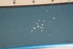 DSC00743.JPG (3037 просмотров) <a class='original' href='./download/file.php?id=145613&mode=view' target=_blank>Загрузить оригинал (5.22 МБ)</a>